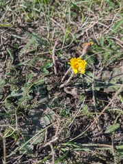 Taraxacum hybernum