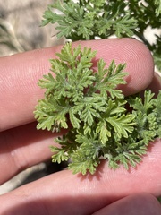 Ambrosia bryantii