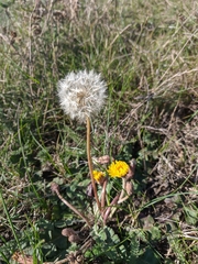 Taraxacum hybernum