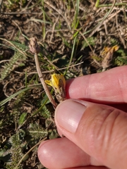 Taraxacum hybernum