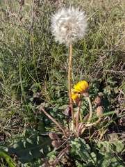 Taraxacum hybernum