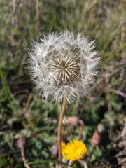 Taraxacum hybernum