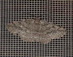 Pterospoda nigrescens