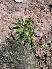 Ditaxis brandegeei