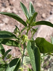 Ditaxis brandegeei