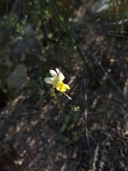 Nemesia ligulata