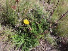 Berkheya macrocephala