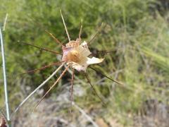 Hibiscus caesius caesius
