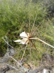 Hibiscus caesius caesius
