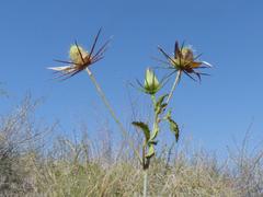Hibiscus caesius caesius