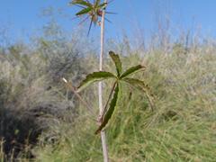 Hibiscus caesius caesius