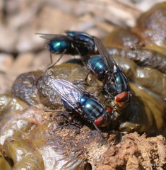 Compsomyiops callipes