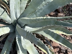 Agave sobria