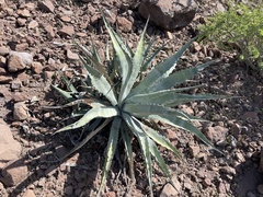 Agave sobria