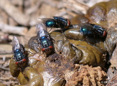 Compsomyiops callipes