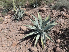 Agave sobria