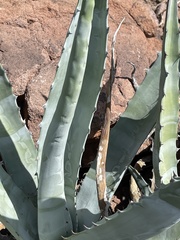 Agave sobria