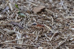 Harpegnathos saltator