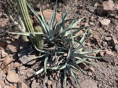 Agave sobria