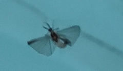 Strepsiptera