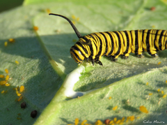 Danaus erippus