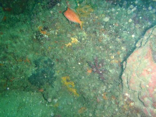 Cyprinocirrhites polyactis