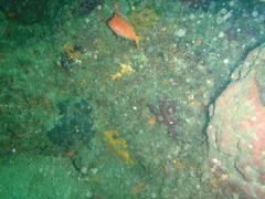 Cyprinocirrhites polyactis