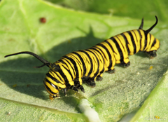 Danaus erippus