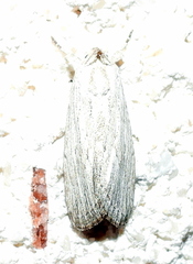 Catabena lineolata