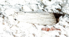 Catabena lineolata