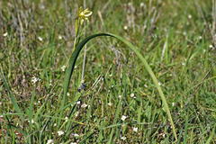 Moraea fragrans