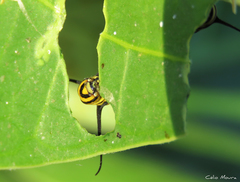 Danaus erippus