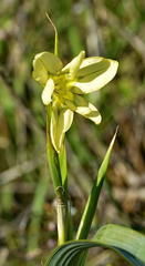 Moraea fragrans