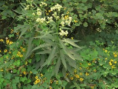 Verbesina walteri