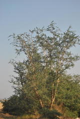 Senegalia senegal leiorhachis