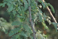 Senegalia senegal leiorhachis