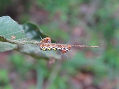 Truncaptera truncata
