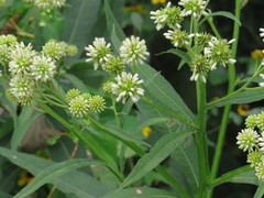Verbesina walteri