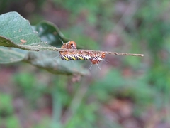 Truncaptera truncata