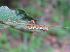 Truncaptera truncata