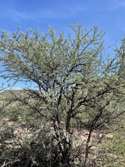 Prosopis palmeri