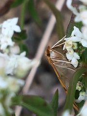 Choristostigma plumbosignalis