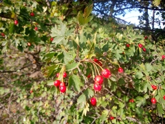 Crataegus microphylla