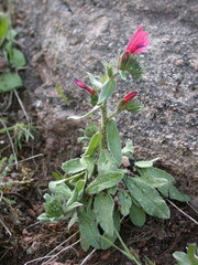 Echium creticum creticum