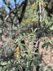 Prosopis palmeri