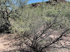 Prosopis palmeri
