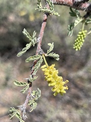 Prosopis palmeri