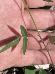 Phaseolus filiformis