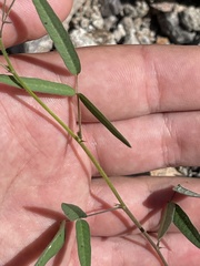 Phaseolus filiformis