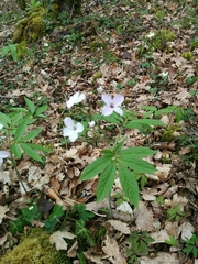 Cardamine heptaphylla